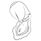 ROMP - Rose Druckwellenvibrator - Klitoris-Stimulator Rosa