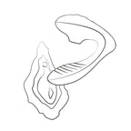ROMP - Reverb 2-in-1 Vibrator mit Pleasure Air und G-Punkt-Stimulation